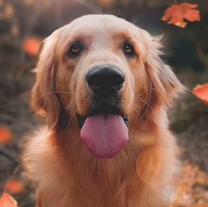 IMAGE OF DOG